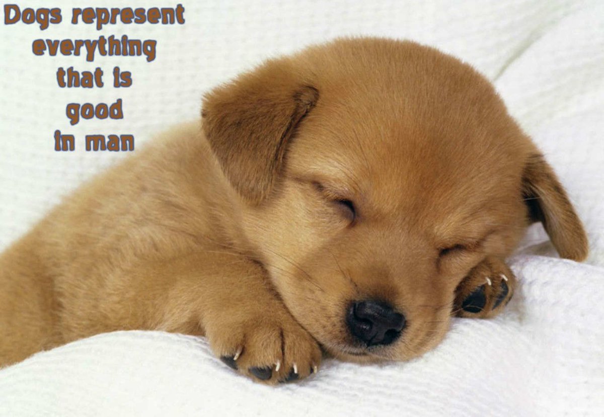 Dog_express's tweet photo. "We believe they represent everything #good in this whole #world. Do you agree?  @dogandbonenews @dogcelebration https://t.co/evvft1pix2