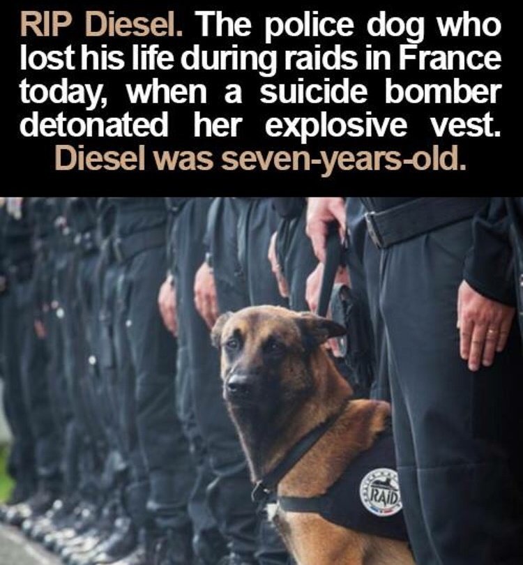 dogmateuk tweet picture