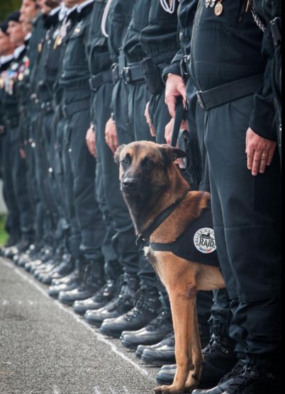 KayBurley's tweet photo. #JeSuisChien https://t.co/Uck8BkhH75