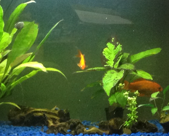ackettsgl's tweet image. We are very found of our #PetsAtWork, goldfish Swampy and Stewy.