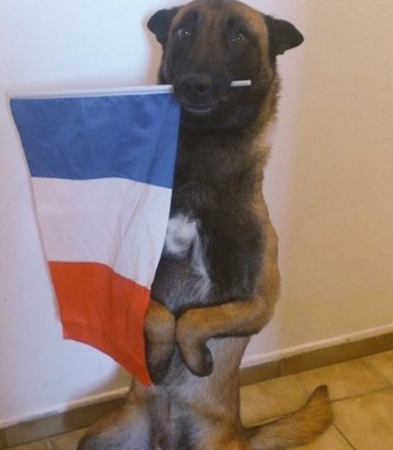 BuzzFeedUK's tweet image. People are honouring the dog that was killed in the Paris police raid with #JeSuisChien
buzzfeed.com/ryanhatesthis/…