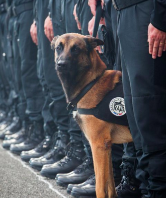 BuzzFeedUK's tweet image. People are honouring the dog that was killed in the Paris police raid with #JeSuisChien
buzzfeed.com/ryanhatesthis/…