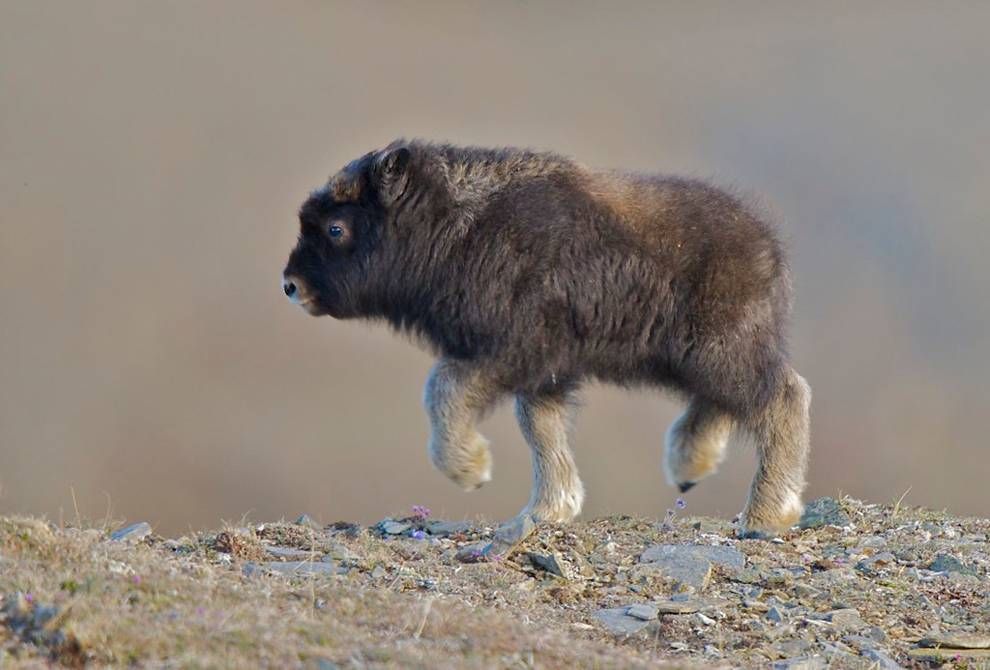 PlanetGreen's tweet photo. Cold? This baby musk ox will warm your heart https://t.co/jnX0q4yRKC https://t.co/W3bfIKR9ll