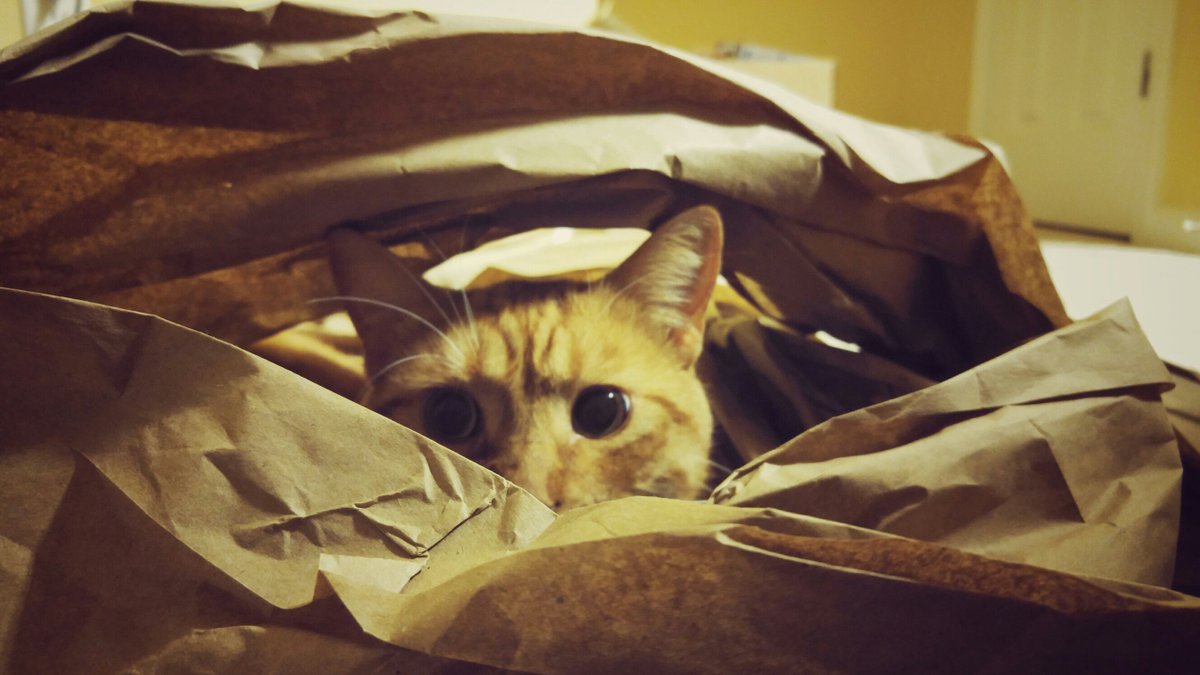 #sneaky #kitty #CatsOfTwitter #SurvivalWednesday