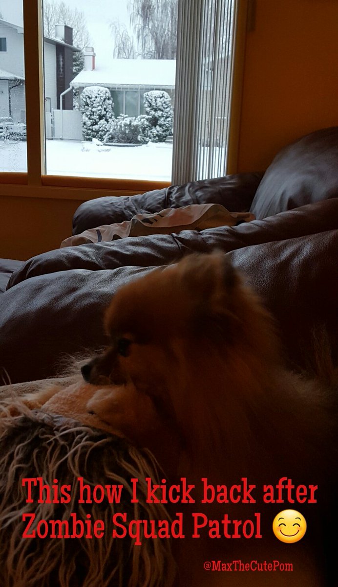 MaxTheCutePom's tweet photo. We had #InstantWinter⛄ overnight
Still did my Zombie Squad Patrol
💖Happy #WhiskersWednesday💖
@ZombieSquadHQ 💖 #ZSHQ https://t.co/Hv3Fubrpna