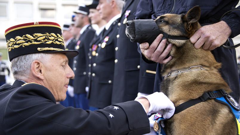 Le_Figaro's tweet photo. Les chiens du #Raid, ces héros en première ligne 
>> https://t.co/9ibmfoy6WX https://t.co/Tz5Gxssi0e