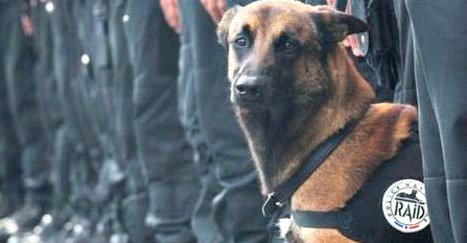 PlanetGreen's tweet photo. Police dog is among victims of raid in Paris this morning #JeSuisChien https://t.co/IDAqu6nJha https://t.co/68yxy1CWZg