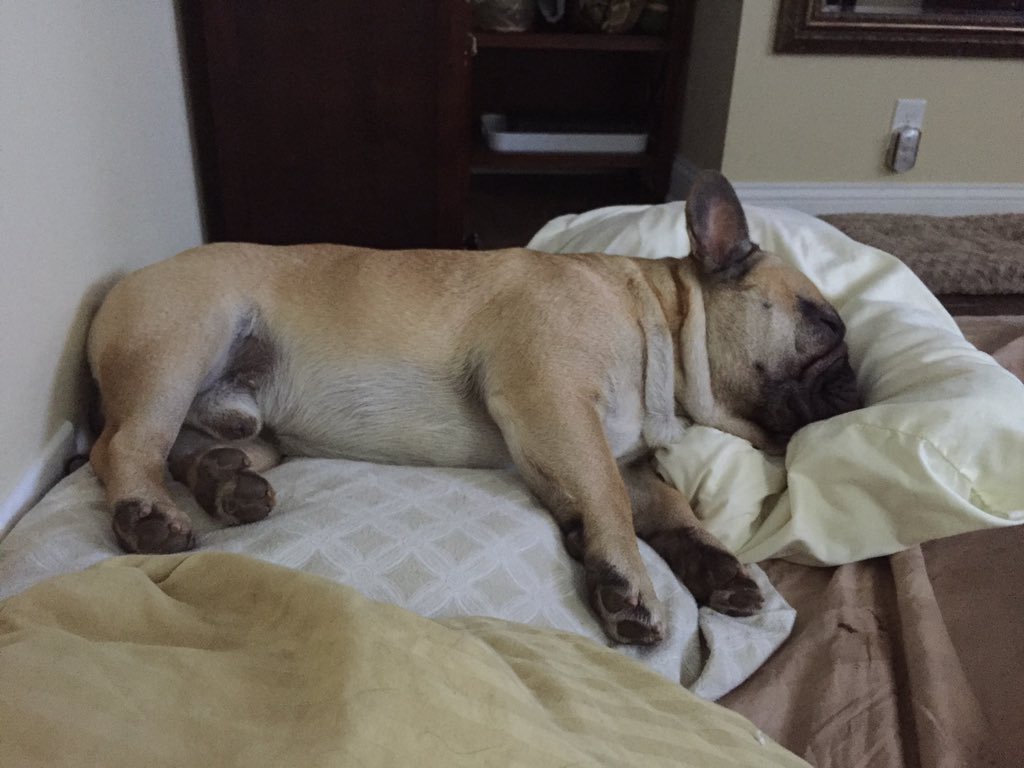 FrenchieWatson's tweet image. Sawin some logs!!