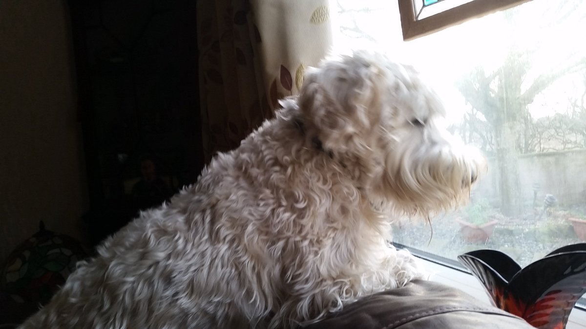 Sprocket_Cool's tweet photo. 🐾 @ZombieSquadHQ 2day #ZSHQ WINDOW PATROL 4DIESEL who gave his life2make🌎safer place RUN FREE BRAVE DOG OTRB #Paris https://t.co/lws5IUxob5