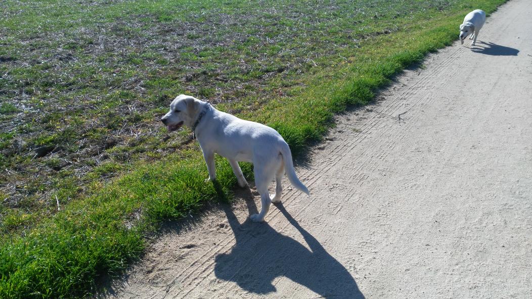 sheilanombela's tweet photo. Se regala cachorra de6meses mestizade labrador,muy juguetonaycariñosa ,interesados contactar nombelasheila@gmail.com https://t.co/UuFvyNCNRs