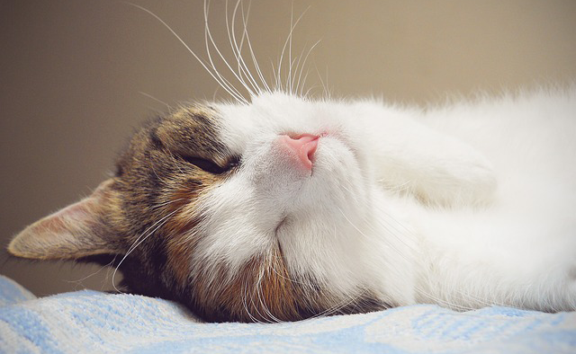 AboutOne's tweet photo. #cat owner? #AboutOne can help keep your #feline #friend's health records in order! https://t.co/tNjZL6qBMR https://t.co/cE7wCu6Qoj