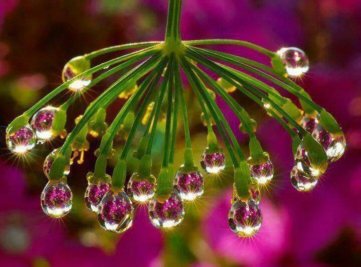 🌹🌺🌷 Edifying words are like drops of dew. #nature
 Palabras edificantes que son como gotas de rocío.🌹🌺🌷