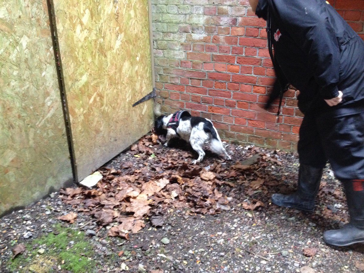 K9Lessons1's tweet image. HFR fire dog Millie's bang on indication good work team