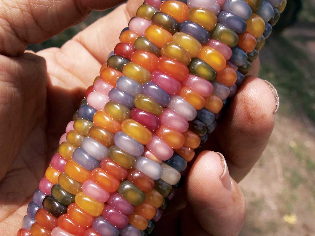 KaptanHindustan's tweet photo. Glass Gem corn https://t.co/B9pWpaGwdu