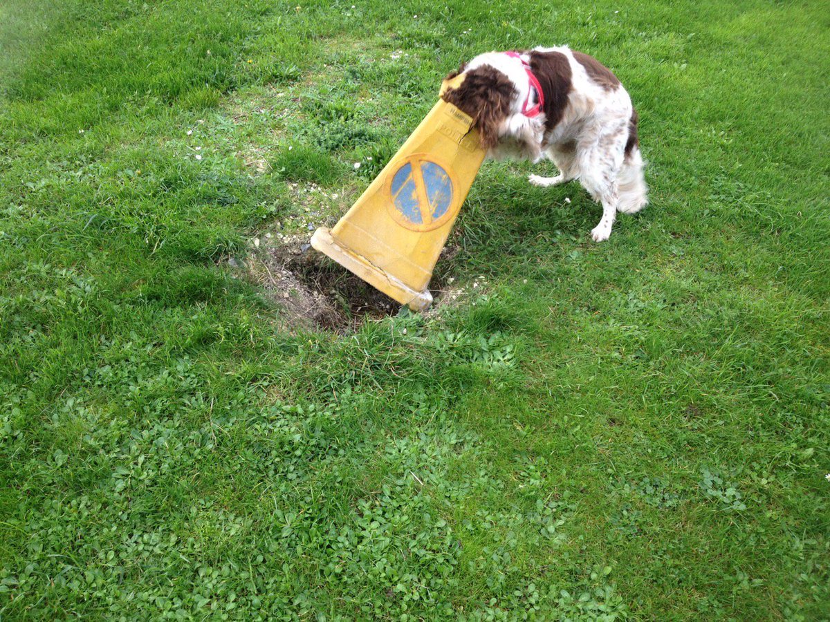 K9Lessons1's tweet image. HFR fire dog Ruby nose you knows! Good girl perfect indication in testing conditions