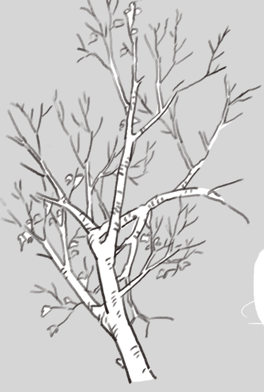 Trying to understand how branches work, one of many studies. Surprisingly, nature has rules too.