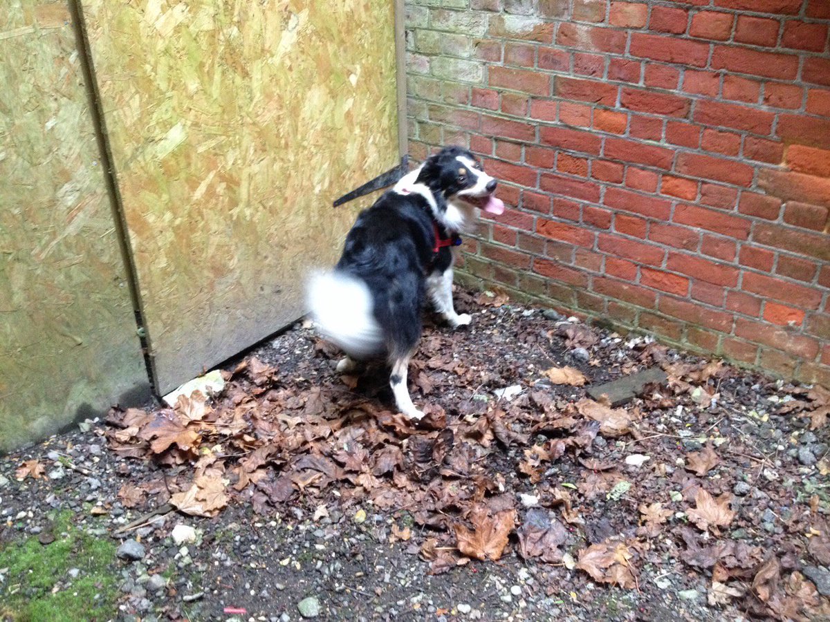 K9Lessons1's tweet image. HFR fire dog Harvey indicates a find to his handler during training today in testing windy conditions