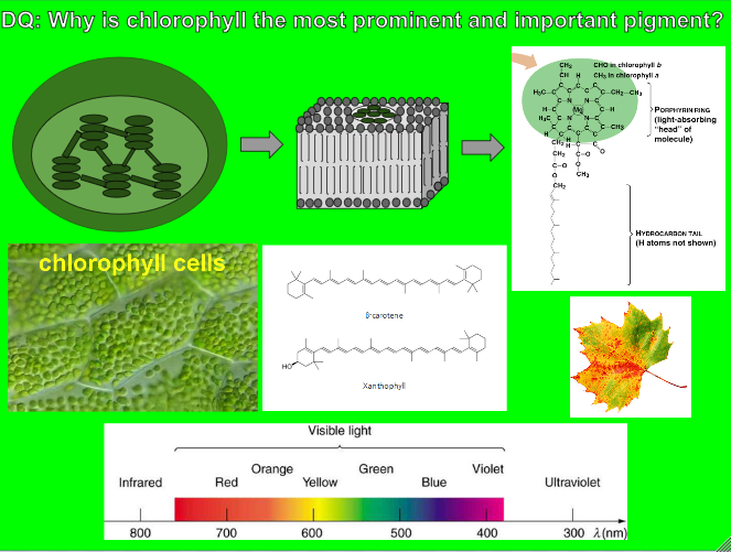 bremed16's tweet photo. DQ for Photosynthesis: https://t.co/M7vOZaZQr0 https://t.co/MoM2OGVS3C