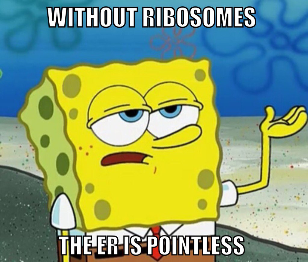 cellwallfurdaz's tweet photo. @TallBiology #organellewars https://t.co/noIv1HT2kQ
