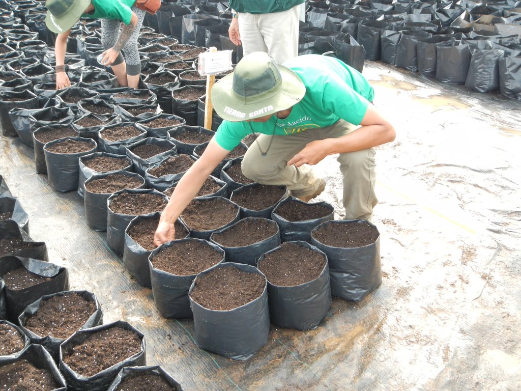 FundacionDaya's tweet photo. Previa revisión del SAG en terreno, se inicia siembra de cannabis medicinal para beneficiar a 20 municipios del país https://t.co/FAe9tu7xbH