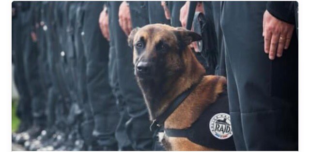 Let's all take a moment and thank Diesel the police dog for risking his life protecting the citizens of France RIP❤️