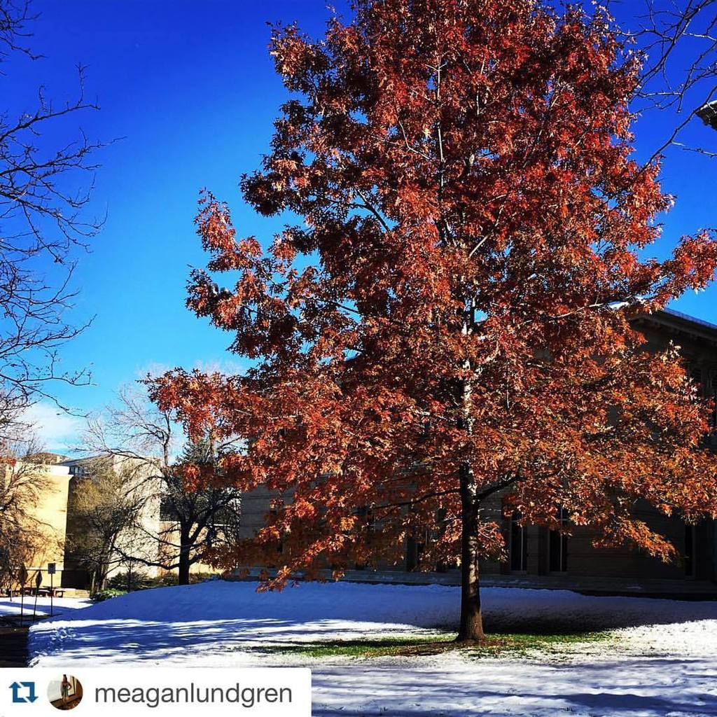 coschoolofmines's tweet photo. “Much like the students of Mines, fall refuses to give up.” #minesfall #MinesSnow 📷 @meaganlundgren (at Colorado Sc… https://t.co/ZJsNtno7A1