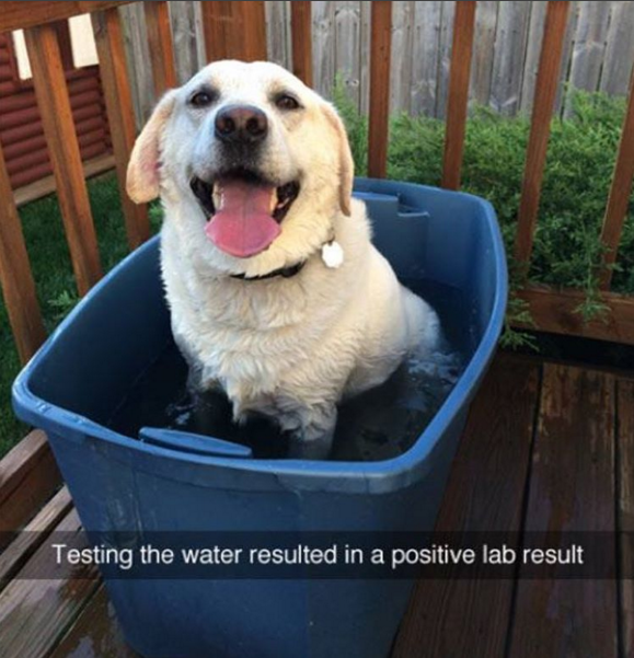 itsashleysears's tweet photo. Snapchat of the day. #dogsoftwitter #PetsAtWork https://t.co/CX8TAfQBbd