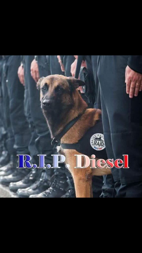 handsonsappeal's tweet photo. The sole casualty of an IS suicide bomber in Paris this morning. 
RIP little hero x https://t.co/h16gRJBZeH