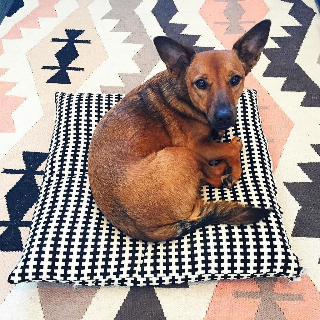 emiitoillo's tweet photo. Prince Ollie, my pattern (and comfort) loving assistant #DSPETSTYLE https://t.co/E1SfM3Svxn