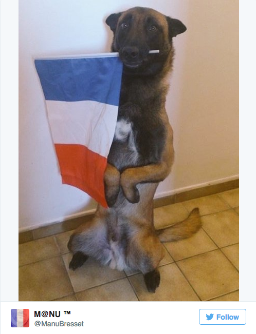 BuzzFeed's tweet photo. People are honoring the police dog killed in the Paris police raid with #JeSuisChien https://t.co/57GQYoqieB https://t.co/Ut91dQupWC