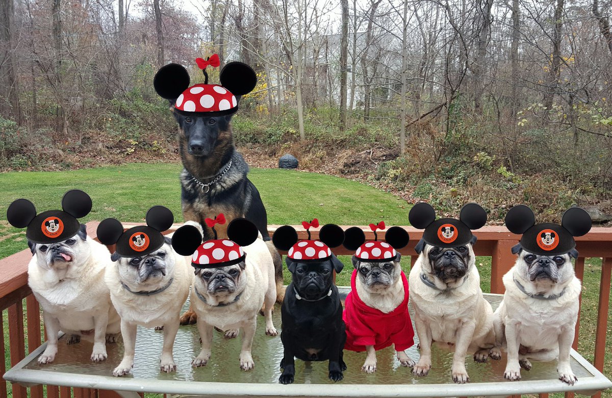 pugpartyplusone's tweet photo. Good Morning! Today is #MickeyMouseDay!
#pug #pugs #gsd #germanshepherd #pugpartyplusone #blackpugs #pugsofinstagram https://t.co/q1chNveHa1