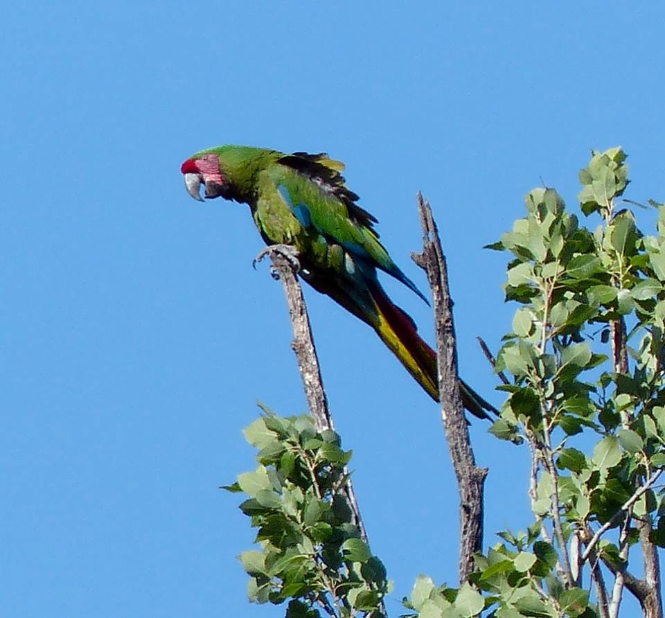 OCV_Navojoa's tweet photo. Conoces la flora y fauna del sur de Sonora? 
#vivenavojoa #birding #observaciondeaves https://t.co/CWuiNy7QxD