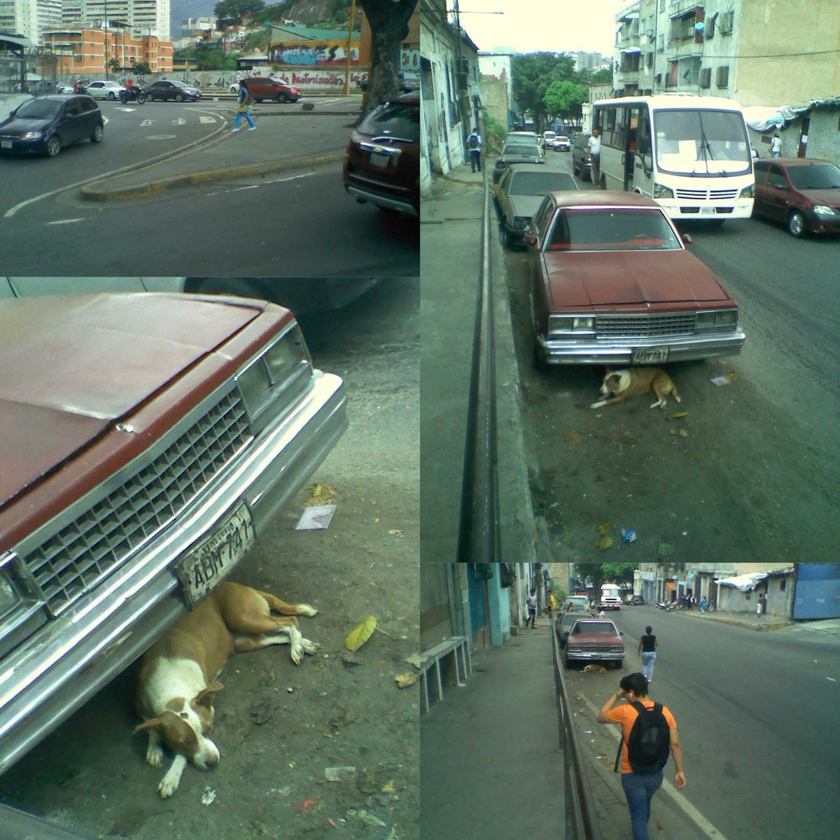 OzOsi's tweet photo. URGENT PELUDA MUY MAL NO SE MUEVE D ALLI L DI AGUA/COMIDA Y NO QUIER RESCAT URGENT #CARACAS ROCA TARPEYA VA A LLOVER https://t.co/4IKWI4aKyC