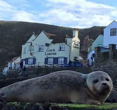 WhitbySeals's tweet photo. Seals trip to Staithes! (Photo from @gazetteinwhitby FB page) https://t.co/9HzDfctNgZ
