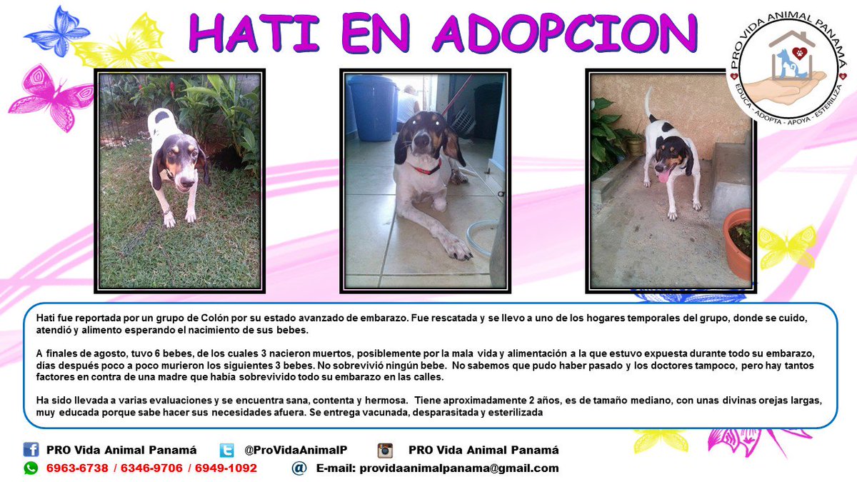 PRO Vida Animal Pana tweet media