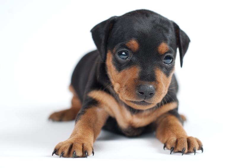 iRazasdePerros's tweet photo. Raza: Doberman
Origen: Alemán
Peso: 32 a 45 kg
Tamaño: Grande
Carácter: Obediente Energético Intrépido Inteligente https://t.co/xfyItIH50x