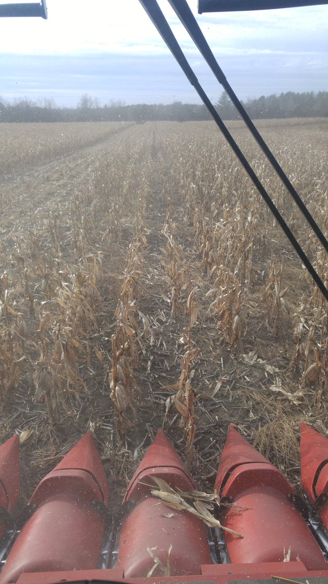 greydaftonfarms's tweet photo. Worst spot of #corn15 because of #frost15 https://t.co/HzCsdqsTQ5