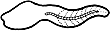 TunicataAscidia's tweet photo. our free swimming larvae is called tadpoles https://t.co/tZCAL1kQM2