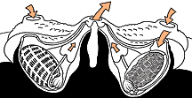 TunicataAscidia's tweet photo. This is the cross-section shows through colonial ascidians https://t.co/Dmk8OAXLOT