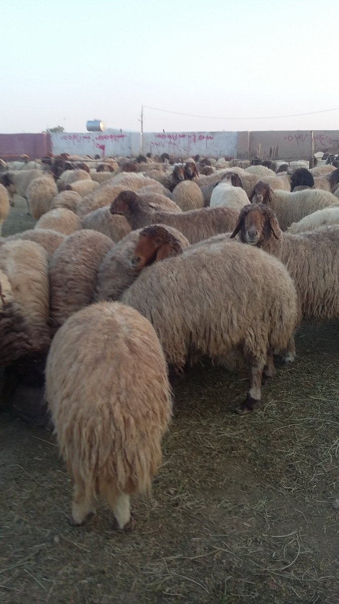 لبيع غنم نعيم دفيع العدد 100 رأس السوم 1200 الموقع حفرالباطن الاستفسار /0559732653
