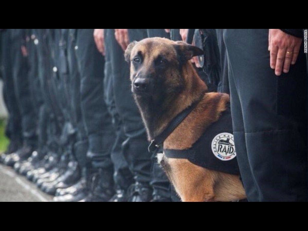 Chappers2013's tweet photo. Some heroes wear fur. 
RIP PD Diesel

#Paris https://t.co/ZWsiobfuLk