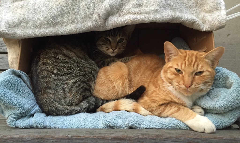 cbtfishing's tweet photo. Shop kitties just chillin' #LazyDay #KittenBaitAndTackle https://t.co/HG3bAEbFnX