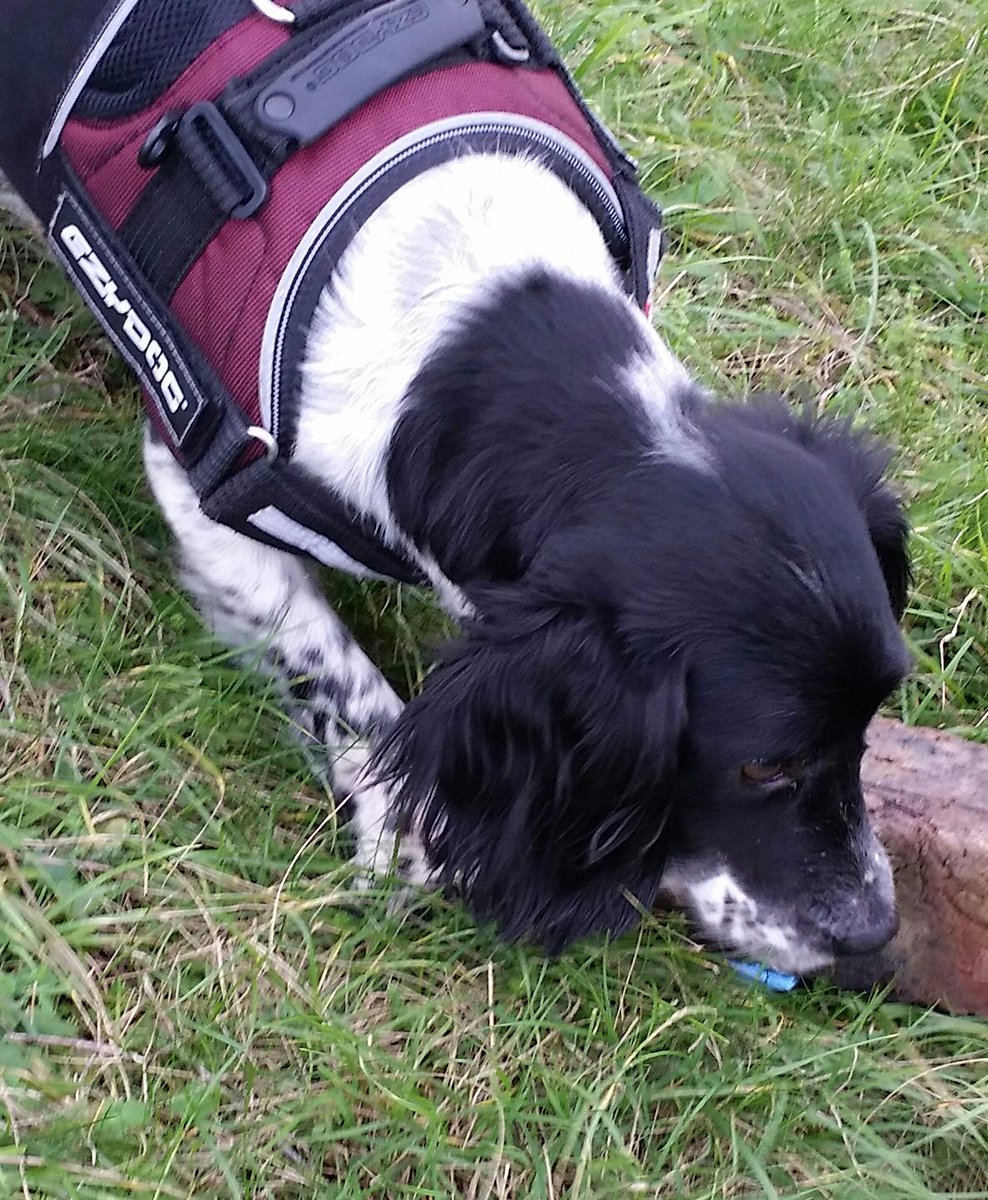 HantsFireDogs's tweet image. Perfect indication from Fire Dog Millie while training with @Hants_fire volunteer Ian on @PortsdownHill today.