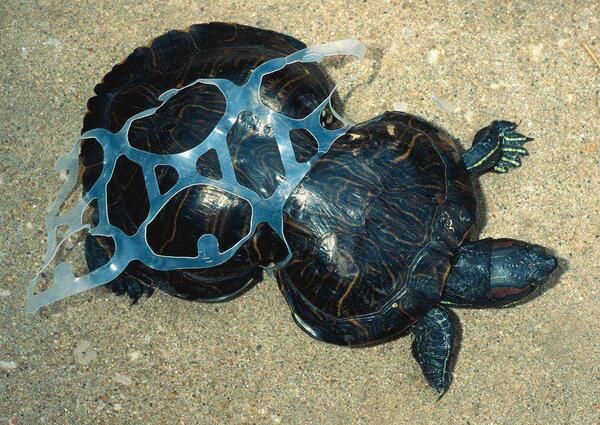 Ecogranjero's tweet photo. "La tortuga cacahuate" 
Los animales no deberían tener que pagar por nuestra irresponsabilidad... https://t.co/KzO2hfgbCm