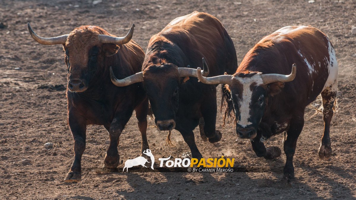 Carmenmerono's tweet photo. Nada más bonito que verte galopar en el campo.
#fotografiacarmenmeroño 
@toropasion 
https://t.co/qcU7lE8tFr https://t.co/rQbytnB24i
