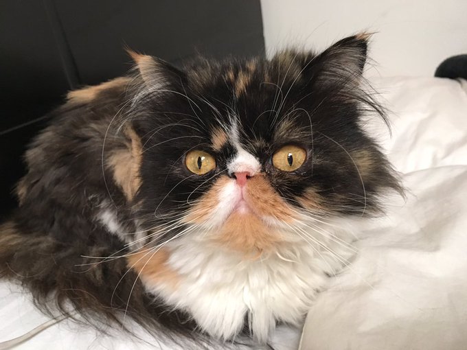 Spending time with boo 💕 https://t.co/KbBhXfCdcO