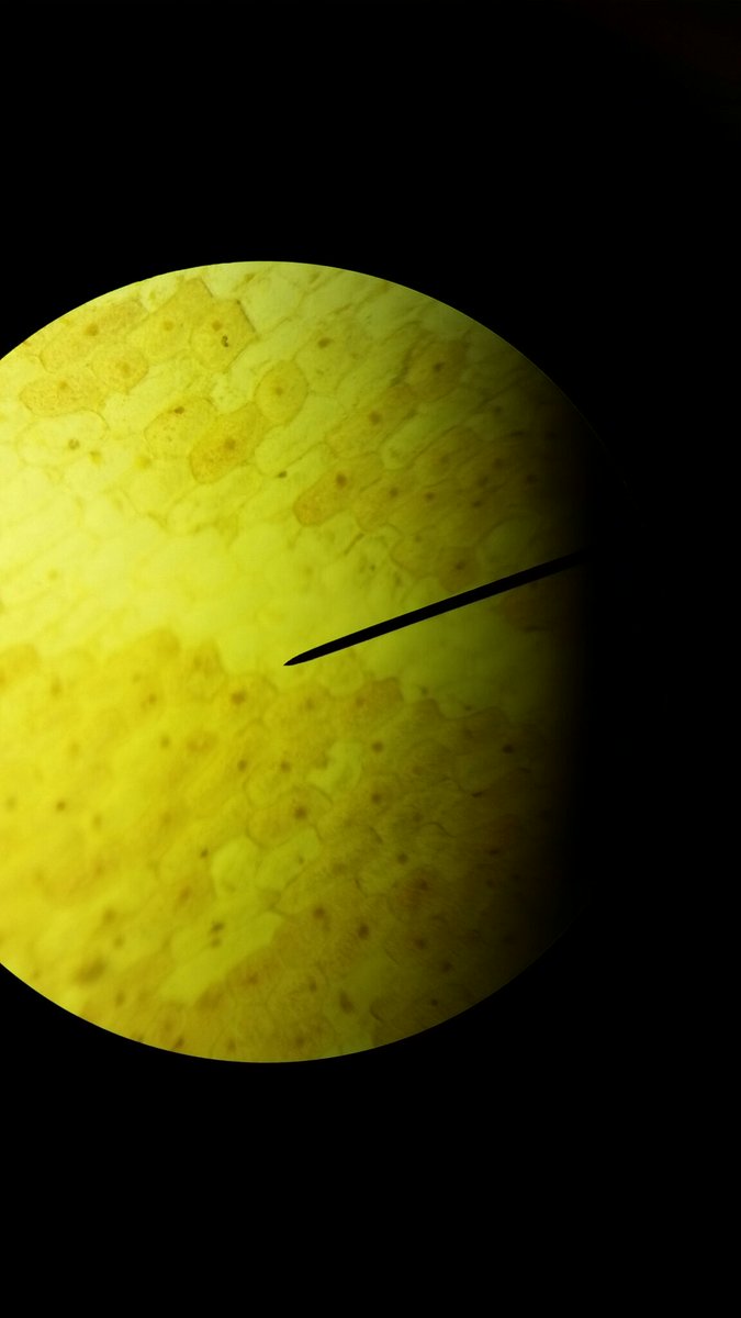 NCCAgSciences's tweet photo. Do you see the individual dark spots? Those are the nuclei of an onion! #agedu #teachag #CASEAFNR @NCC7Noller https://t.co/YYHhJlx3Cw