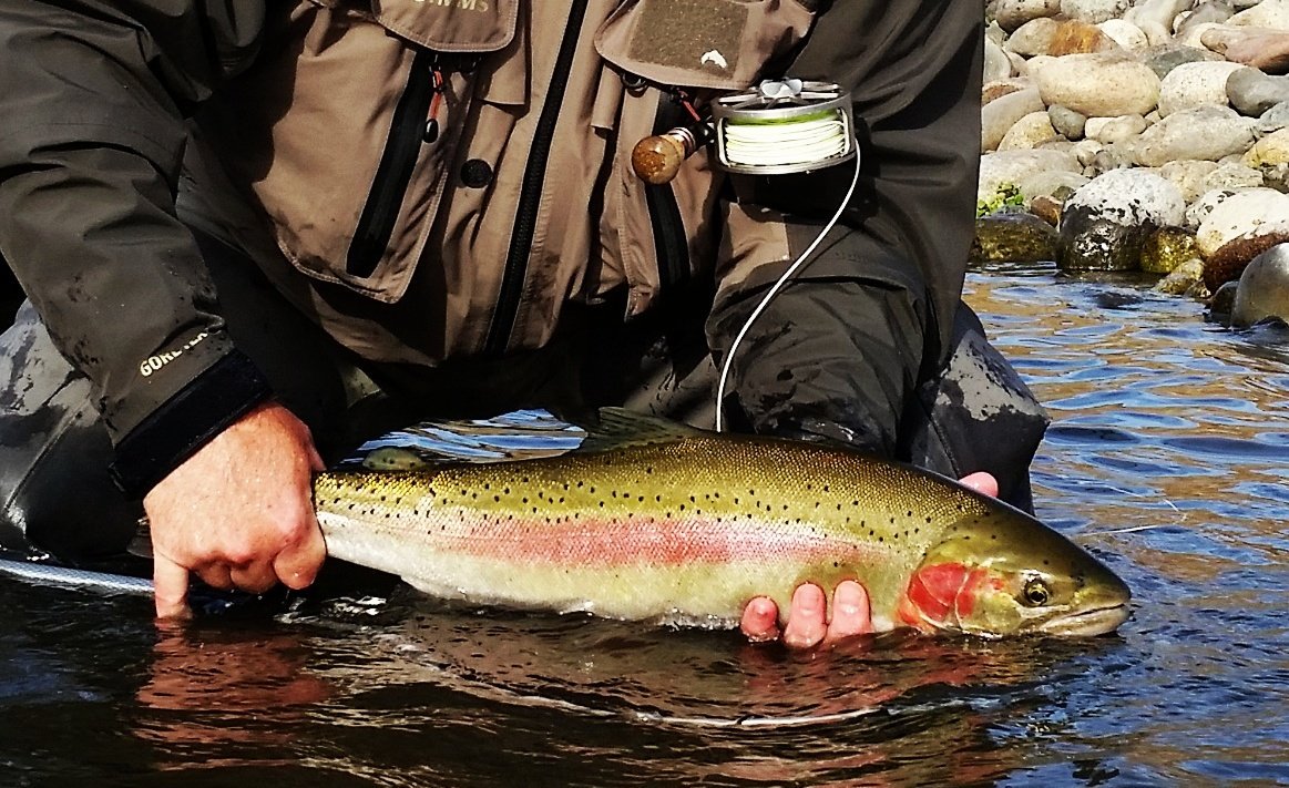 dicksonflyguide's tweet photo. Last minute opening on the Methow river monday the 23rd for steelhead. Let me know if interested. https://t.co/Z0whLaFs54