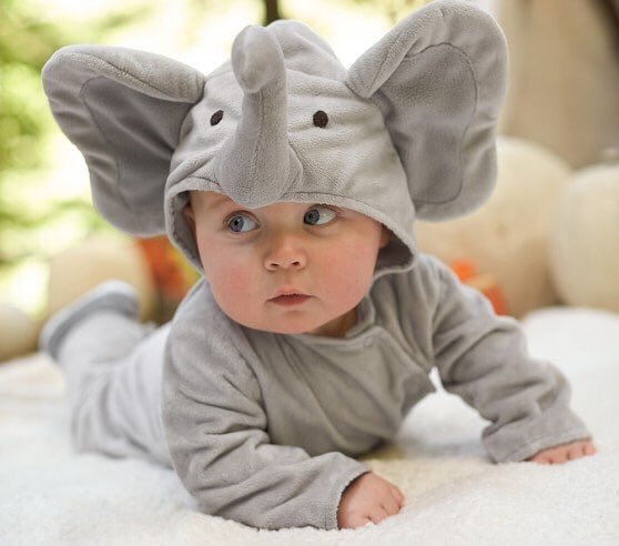 losmasadorables's tweet photo. 🐘🐘🐘 https://t.co/69QikpuQLo