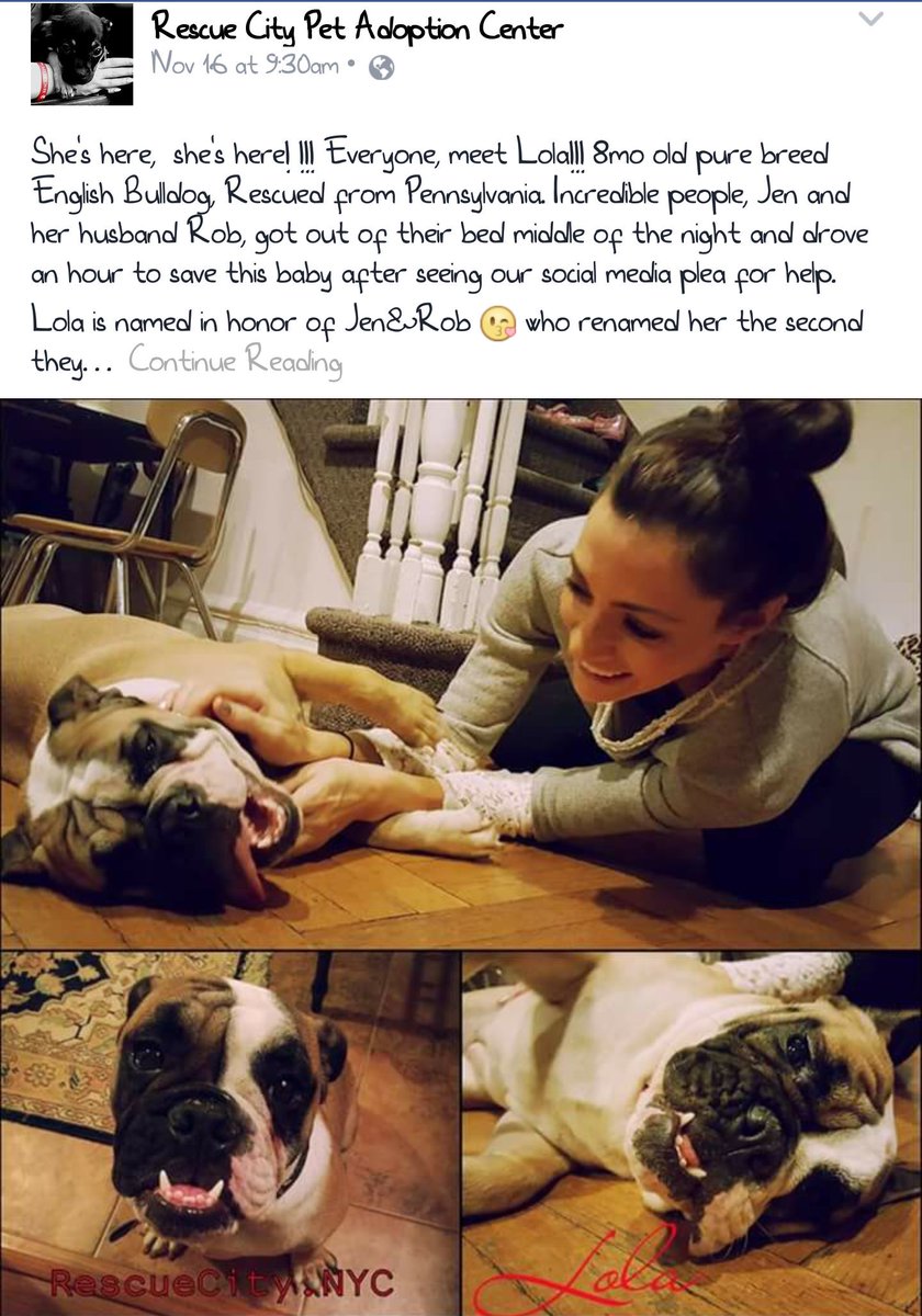 RescueCityNYC's tweet photo. Last but not let #Lola brought to us from #philly #burebeed #english #bulldog #8mths #furever #home #babygirl https://t.co/7uIAap7jDl